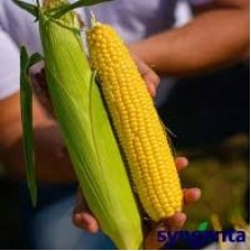  Кукурудза цукрова Добриня F1, 10 г, Коуел